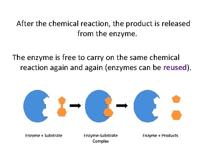 After the chemical reaction, the product is released from the enzyme. The enzyme is