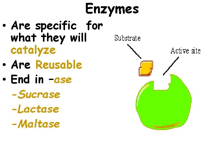 Enzymes • Are specific for what they will catalyze • Are Reusable • End