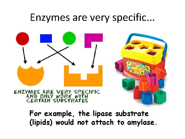 Enzymes are very specific. . . For example, the lipase substrate (lipids) would not