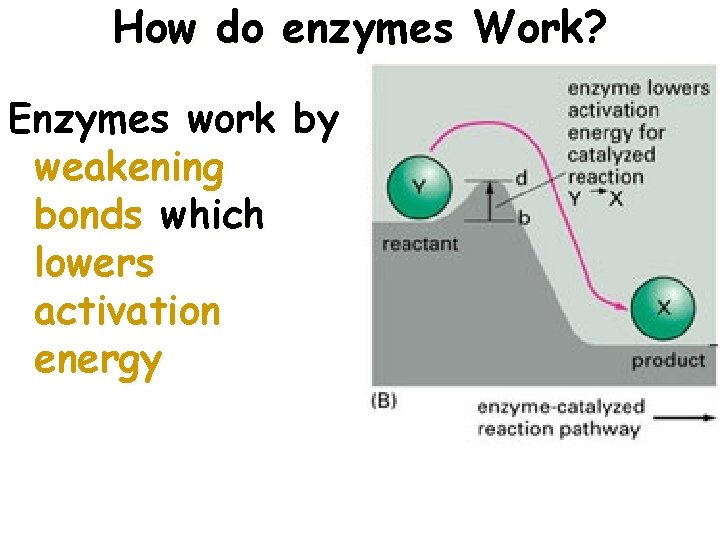 How do enzymes Work? Enzymes work by weakening bonds which lowers activation energy 6