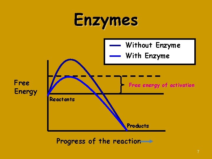 Enzymes Without Enzyme With Enzyme Free Energy Free energy of activation Reactants Products Progress