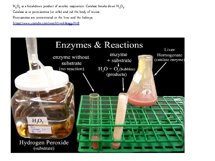 H 2 O 2 is a breakdown product of aerobic respiration. Catalase breaks down