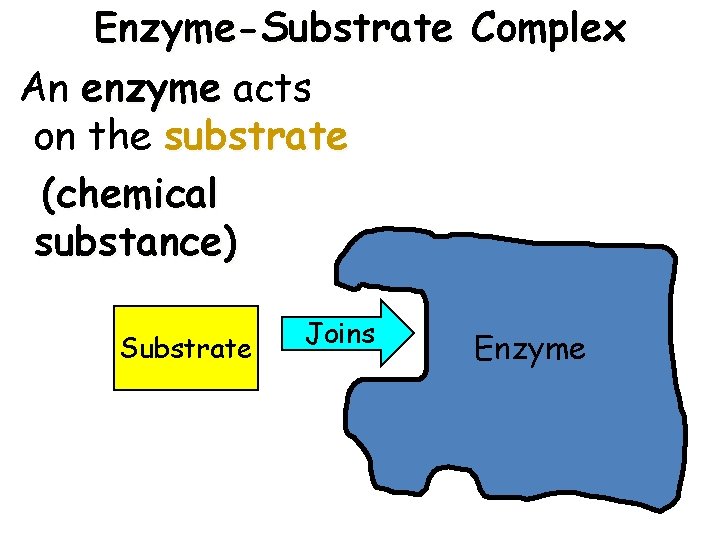 Enzyme-Substrate Complex An enzyme acts on the substrate (chemical substance) Substrate Joins Enzyme 9