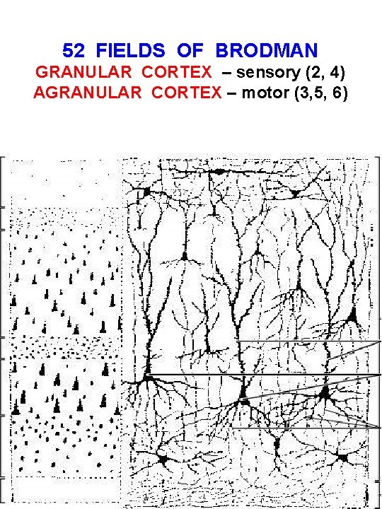 52 FIELDS OF BRODMAN GRANULAR CORTEX – sensory (2, 4) AGRANULAR CORTEX – motor