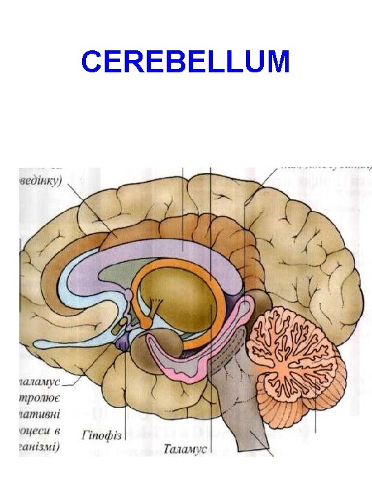 CEREBELLUM 