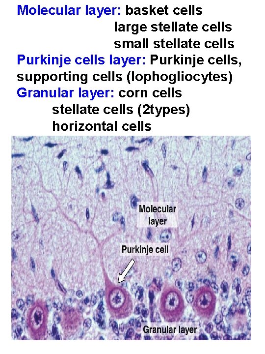 Molecular layer: basket cells large stellate cells small stellate cells Purkinje cells layer: Purkinje