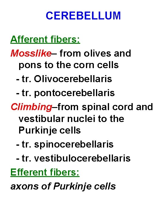 CEREBELLUM Afferent fibers: Mosslike– from olives and pons to the corn cells - tr.