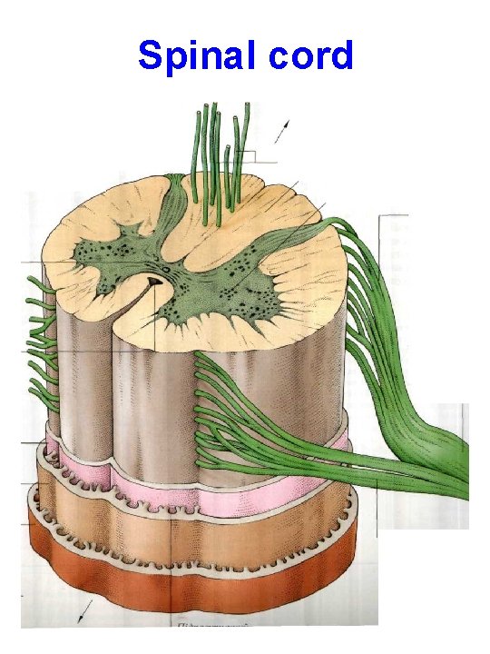 Spinal cord 