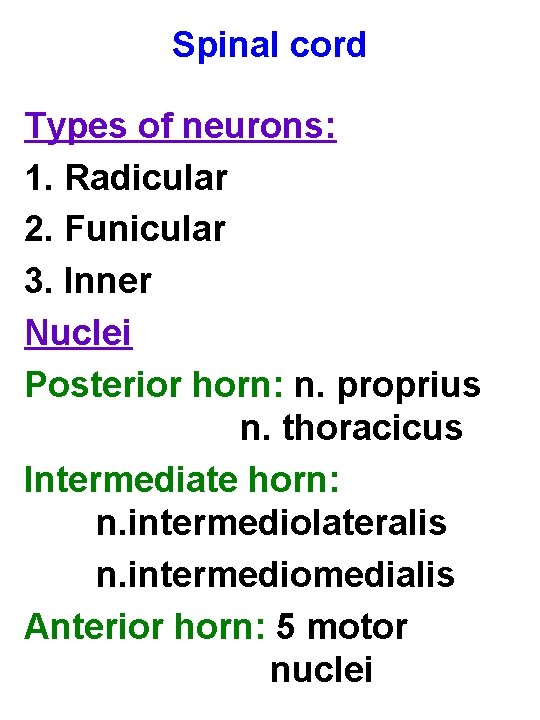 Spinal cord Types of neurons: 1. Radicular 2. Funicular 3. Inner Nuclei Posterior horn: