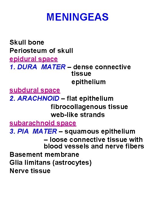 MENINGEAS Skull bone Periosteum of skull epidural space 1. DURA MATER – dense connective