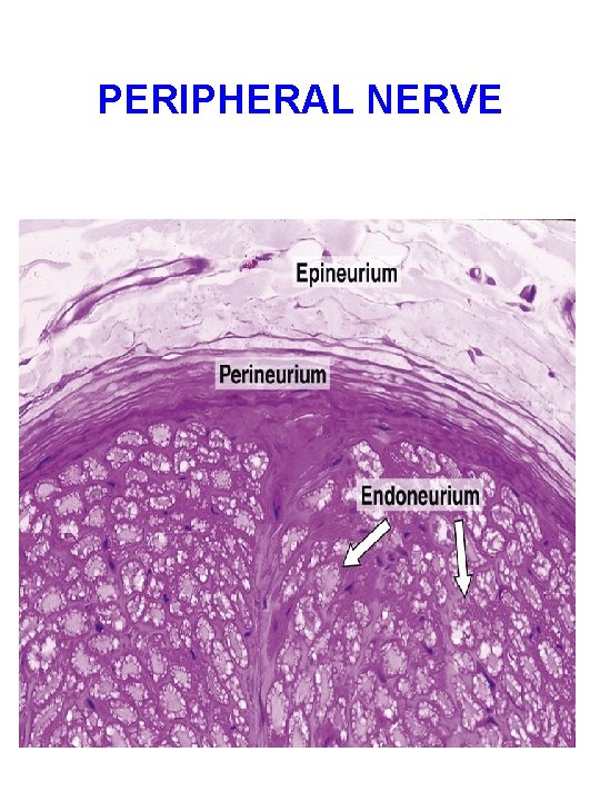 PERIPHERAL NERVE 