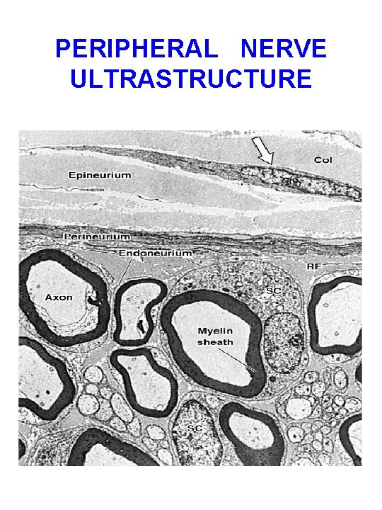 PERIPHERAL NERVE ULTRASTRUCTURE 