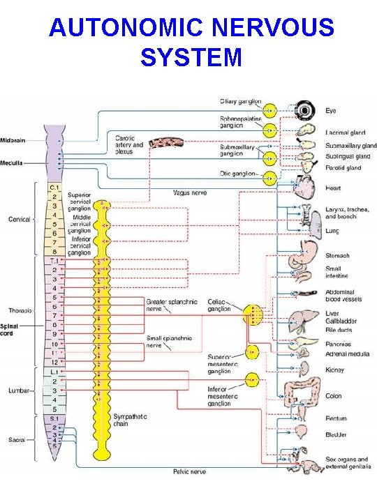 AUTONOMIC NERVOUS SYSTEM 