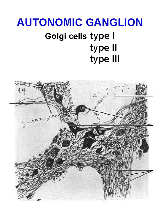 AUTONOMIC GANGLION Golgi cells type I type III 