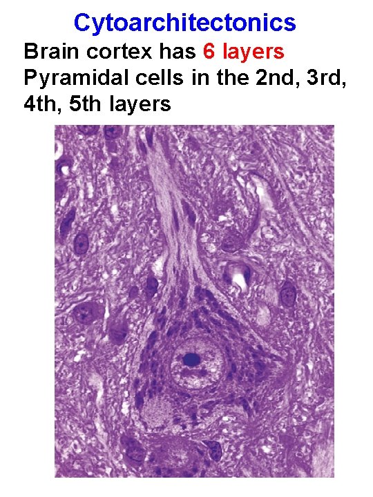 Cytoarchitectonics Brain cortex has 6 layers Pyramidal cells in the 2 nd, 3 rd,
