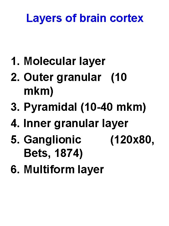 Layers of brain cortex 1. Molecular layer 2. Outer granular (10 mkm) 3. Pyramidal