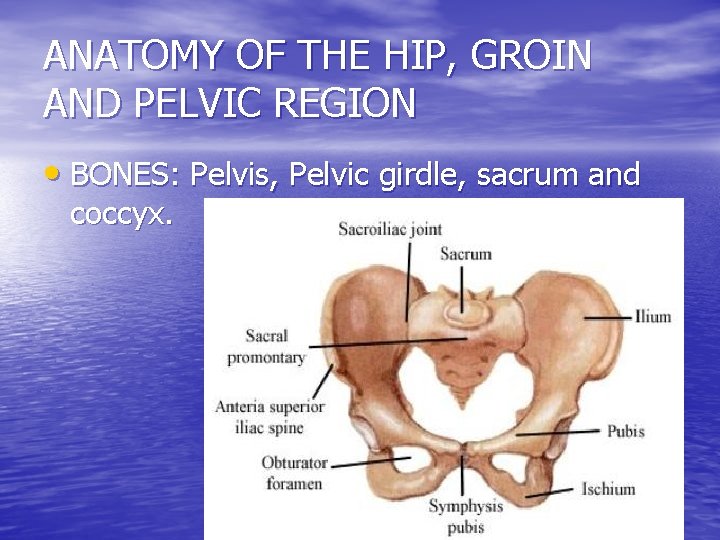 ANATOMY OF THE HIP, GROIN AND PELVIC REGION • BONES: Pelvis, Pelvic girdle, sacrum