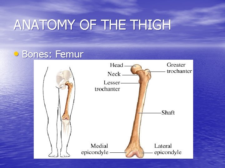 ANATOMY OF THE THIGH • Bones: Femur 