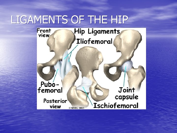 LIGAMENTS OF THE HIP 