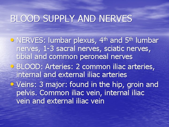 BLOOD SUPPLY AND NERVES • NERVES: lumbar plexus, 4 th and 5 th lumbar