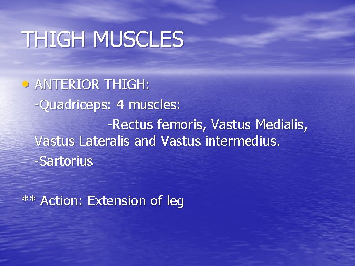 THIGH MUSCLES • ANTERIOR THIGH: -Quadriceps: 4 muscles: -Rectus femoris, Vastus Medialis, Vastus Lateralis