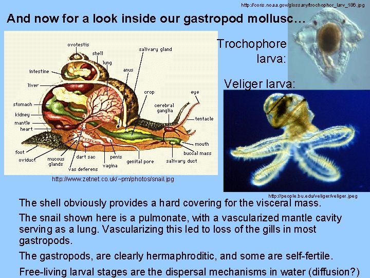 http: //coris. noaa. gov/glossary/trochophor_larv_186. jpg And now for a look inside our gastropod mollusc…