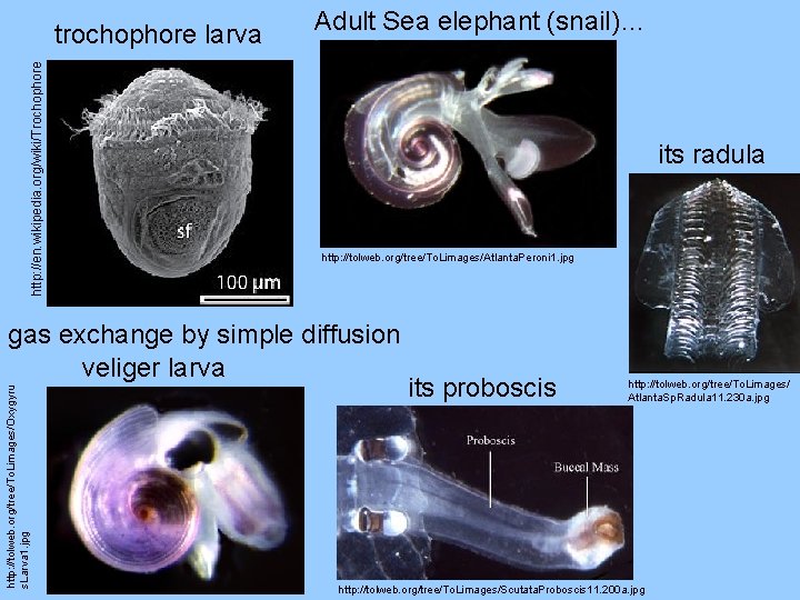 http: //en. wikipedia. org/wiki/Trochophore trochophore larva Adult Sea elephant (snail)… its radula http: //tolweb.