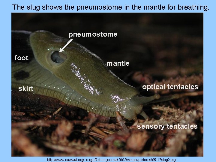 The slug shows the pneumostome in the mantle for breathing. pneumostome foot skirt mantle
