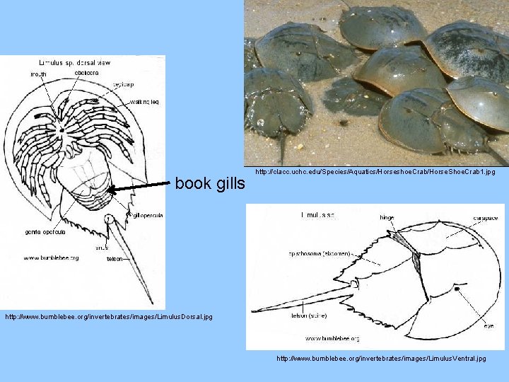 book gills http: //clacc. uchc. edu/Species/Aquatics/Horseshoe. Crab/Horse. Shoe. Crab 1. jpg http: //www. bumblebee.