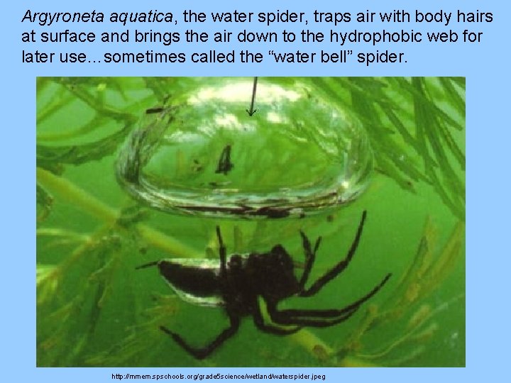 Argyroneta aquatica, the water spider, traps air with body hairs at surface and brings
