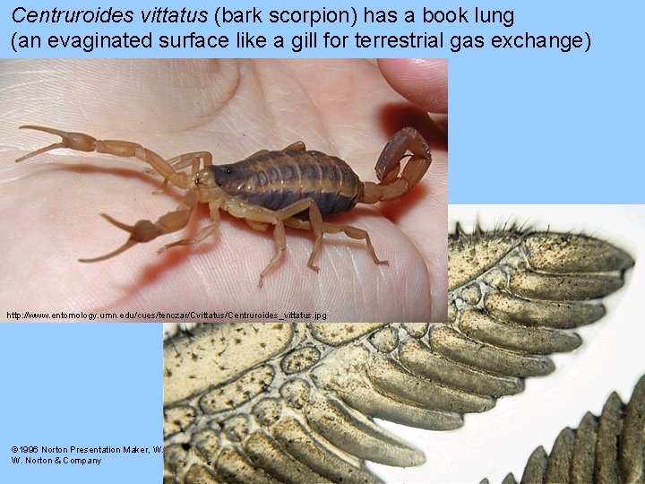 Centruroides vittatus (bark scorpion) has a book lung (an evaginated surface like a gill