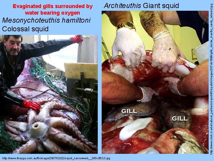 Architeuthis Giant squid Mesonychoteuthis hamiltoni Colossal squid http: //www. theage. com. au/ffximage/2007/02/22/squid_narrowweb__300 x 363,
