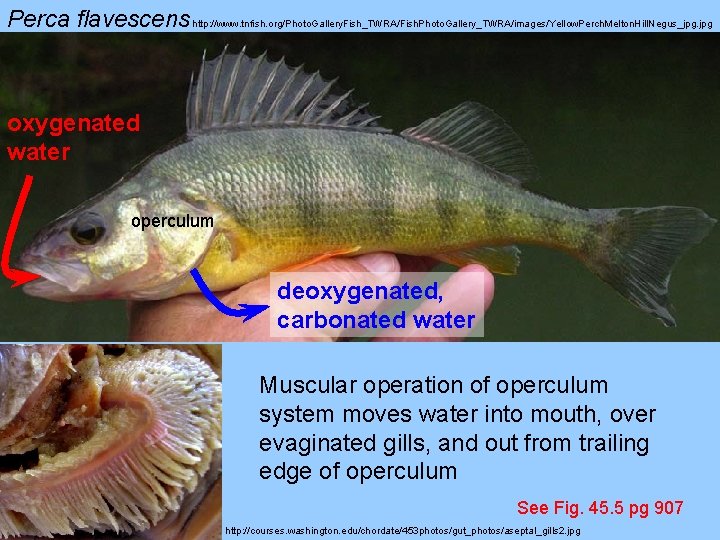 Perca flavescens http: //www. tnfish. org/Photo. Gallery. Fish_TWRA/Fish. Photo. Gallery_TWRA/images/Yellow. Perch. Melton. Hill. Negus_jpg.