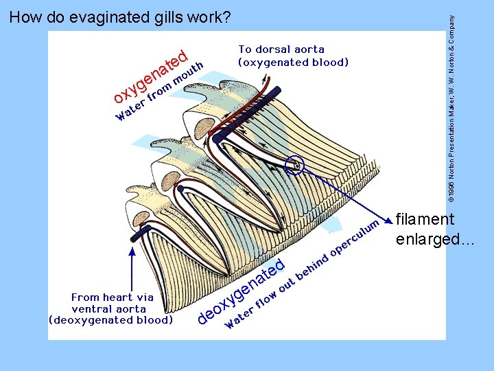 © 1996 Norton Presentation Maker, W. W. Norton & Company How do evaginated gills