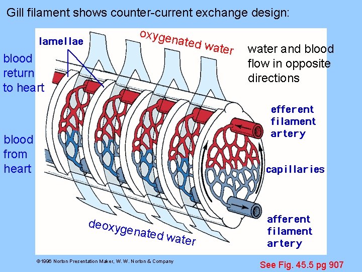 Gill filament shows counter-current exchange design: oxyge nated blood return to heart water and