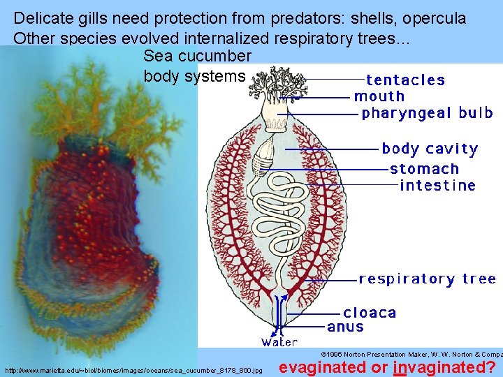 Delicate gills need protection from predators: shells, opercula Other species evolved internalized respiratory trees…