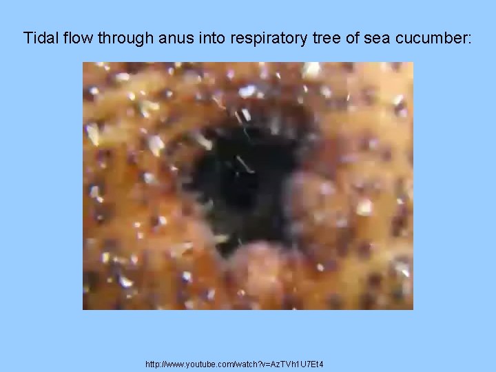 Tidal flow through anus into respiratory tree of sea cucumber: http: //www. youtube. com/watch?