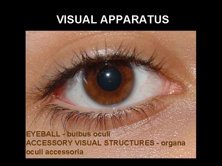 VISUAL APPARATUS EYEBALL - bulbus oculi ACCESSORY VISUAL STRUCTURES - organa oculi accessoria 