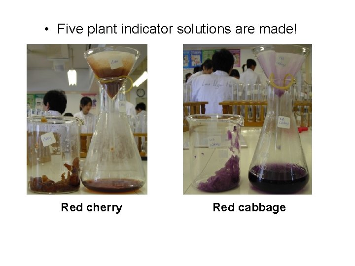  • Five plant indicator solutions are made! Red cherry Red cabbage 