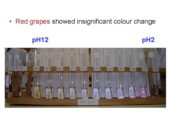  • Red grapes showed insignificant colour change p. H 12 p. H 2