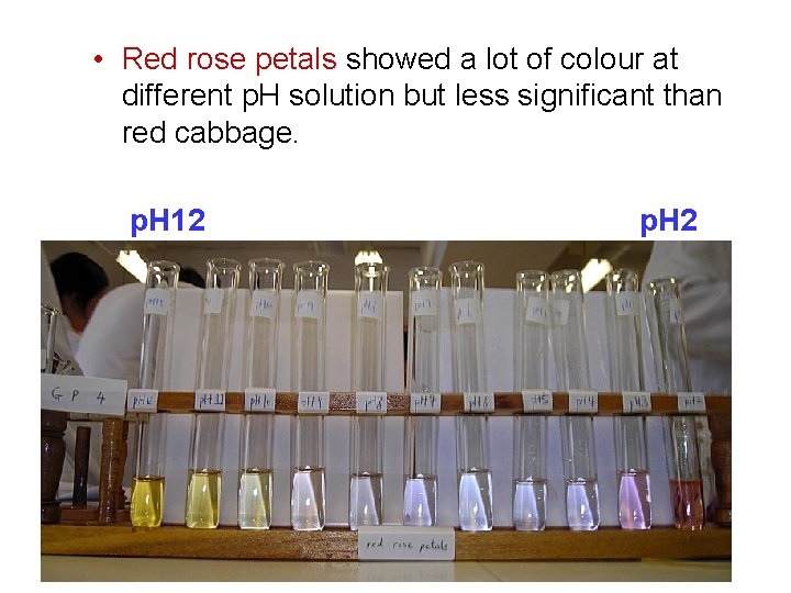  • Red rose petals showed a lot of colour at different p. H