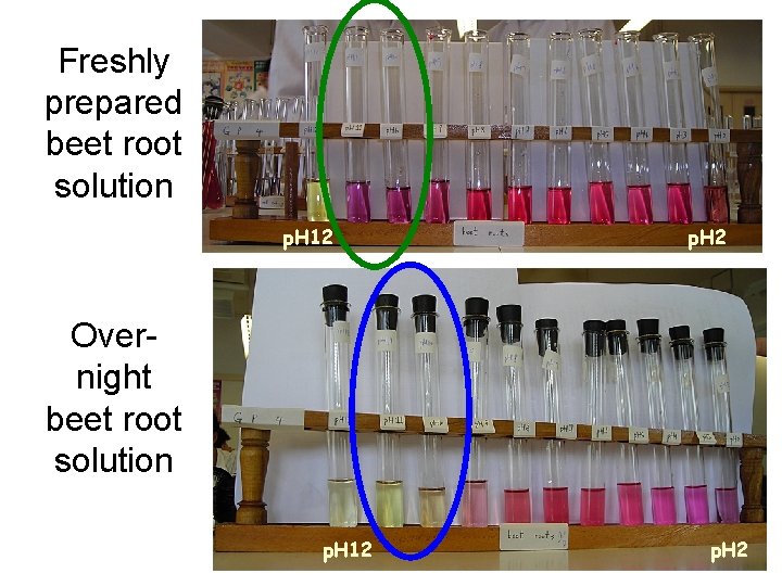 Freshly prepared beet root solution p. H 12 p. H 2 Overnight beet root