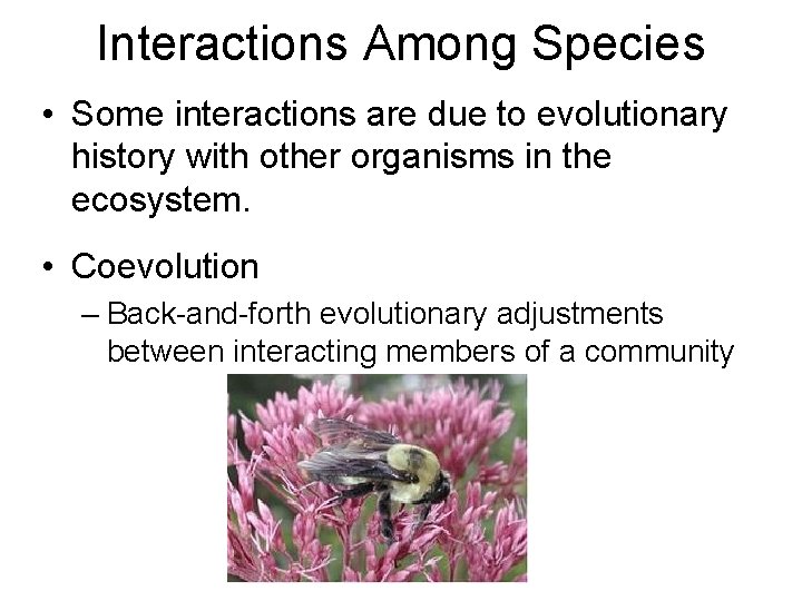 Interactions Among Species • Some interactions are due to evolutionary history with other organisms