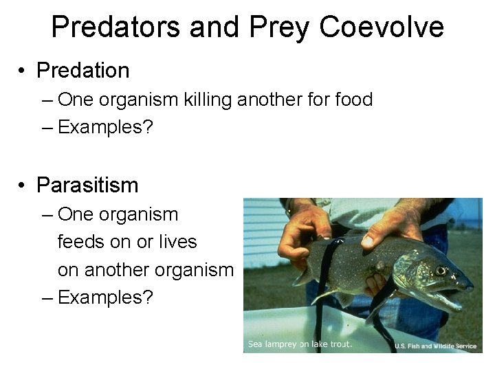 Predators and Prey Coevolve • Predation – One organism killing another food – Examples?