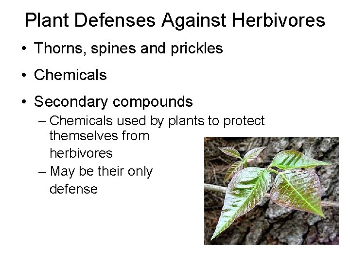 Plant Defenses Against Herbivores • Thorns, spines and prickles • Chemicals • Secondary compounds