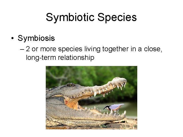 Symbiotic Species • Symbiosis – 2 or more species living together in a close,