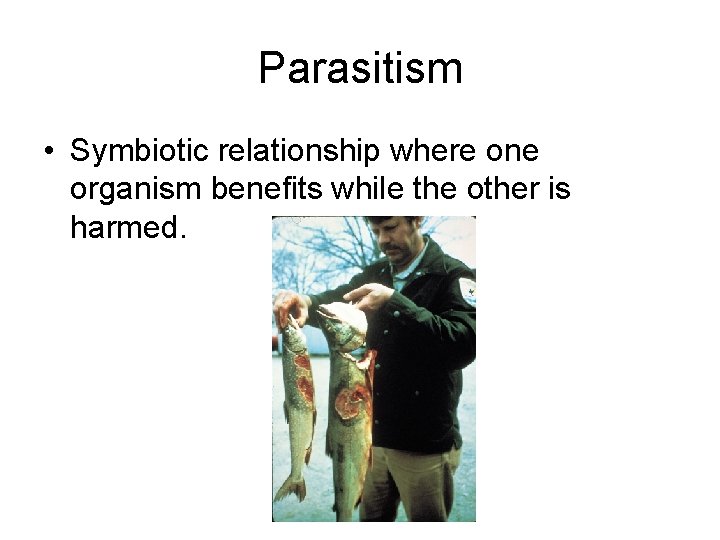 Parasitism • Symbiotic relationship where one organism benefits while the other is harmed. 