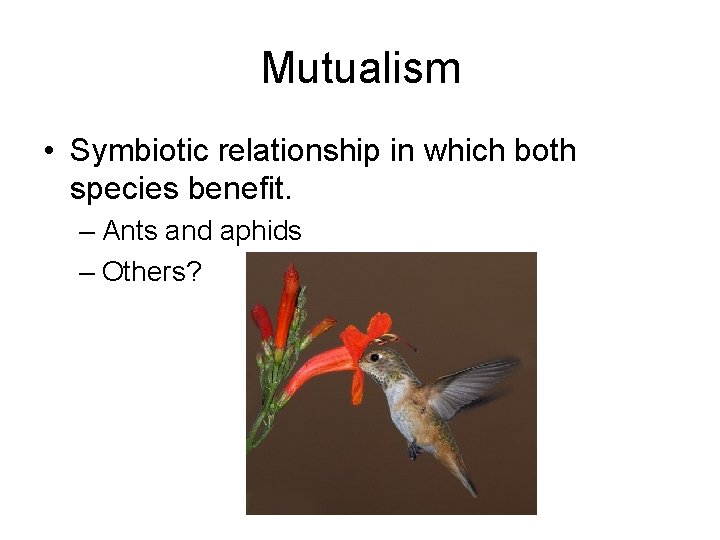 Mutualism • Symbiotic relationship in which both species benefit. – Ants and aphids –