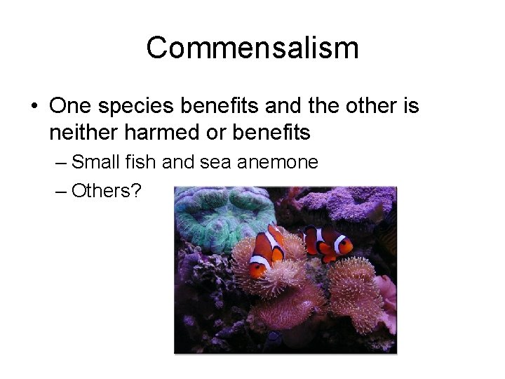 Commensalism • One species benefits and the other is neither harmed or benefits –