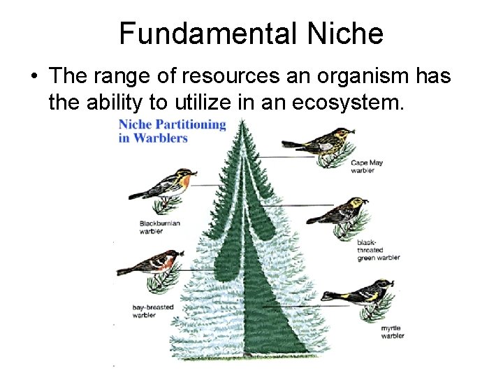 Fundamental Niche • The range of resources an organism has the ability to utilize